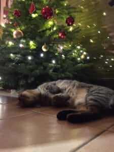 Kater unter Weihnachtsbaum