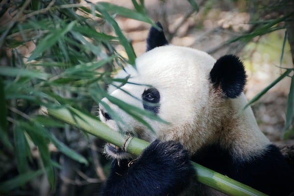 Panda qgadrian