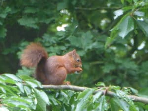 Eichhörnchen im Kirschbaum