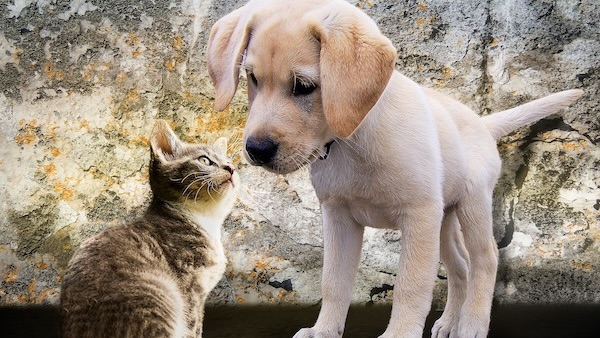 Hund und Katz