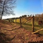 Oesede Wald