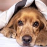 english-cocker-spaniel-Alkhaine