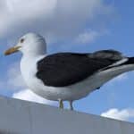 Möwe