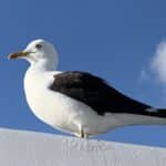 Möwe 2