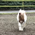 Mini Pferd 2
