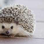 hedgehog-g6c2a3c9e3_1920