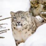 Schneeleopard