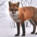 Rotfuchs