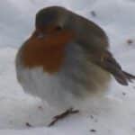 Rotkehlchen