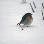 bird-7633937_1920