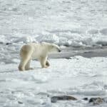 polar-bear-3775941_1280