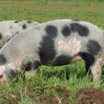 schweine3