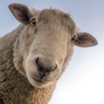 Knuffeliges Katzenbild der Woche: heute Schafe