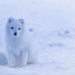 iceland-1