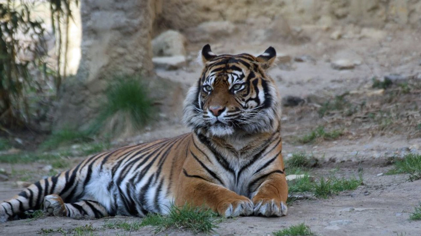 Sumatra-Tigerin Diana lebte seit 2014 im Zoo Osnabrück. Aufgrund einer schweren Erkrankung musste sie am 6. Juli 2025 eingeschläfert werden.Bildquelle: Zoo Osnabrück. 