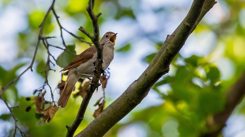 OR-UniNachtigall Foto: Die Verbreitung der Nachtigall steht neben anderen Vögeln im Fokus der Studie. Foto: Hans Glader